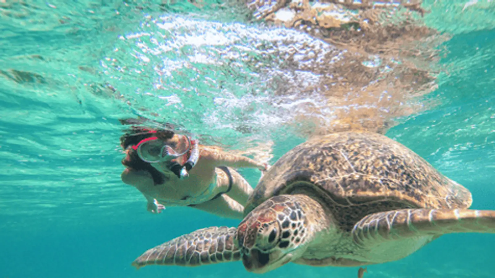 A snorkeller swimming beside a sea turtle in clear turquoise water — photo from the booking listing